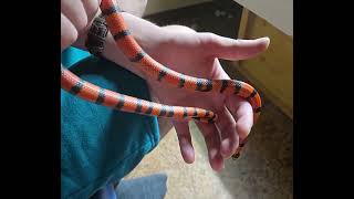 terrarium et manipulation LAMPROPELTIS TRIANGULUM HYPO TANGERINE [upl. by Nwahser291]