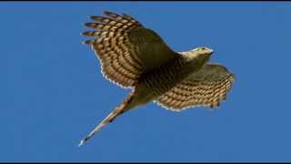 Sparrowhawk Bird Call Bird Song [upl. by Bullion407]