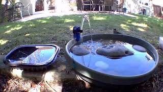 Big Golden Crowned Sparrow checking out the bird baths [upl. by Rufford]