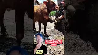 Sapi yang sangat langka mempunyai kaki limaada yang nawar 1 Miliarfaktaunikinfounik [upl. by Eelannej]