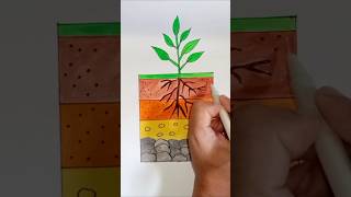 HOW TO DRAW LAYERS OF SOIL  SOIL PROFILE DIAGRAM shorts soilprofile layersofsoildiagram science [upl. by Welby848]