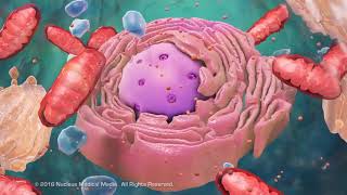 Overview of Cell Structure [upl. by Oralla]