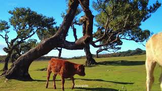 Madeira Island Portugal 2024 Cows Nature sounds Relaxing Music [upl. by Erehpotsirhc]