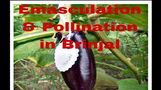 Emasculation amp Pollination in Brinjal Hybrid brinjalF1 gen [upl. by Kahn872]