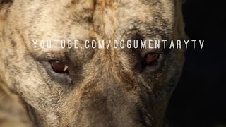 PRESA CANARIO THE CATCH DOG FROM THE CANARY ISLANDS [upl. by Shanley]