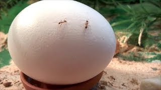 Pheidole Noda react to an egg [upl. by Noak]