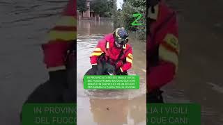 ALLUVIONE in EmiliaRomagna i vigili del fuoco salvano DUE CANI rimasti intrappolati [upl. by Jelena132]