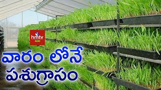 వారం లోనే పశుగ్రాసం  Hydroponic Fodder  hmtv Agri [upl. by Rimat]