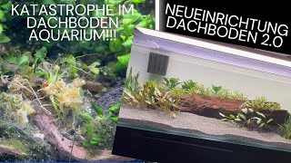 Probleme im Dachbodenaquarium  Neueinrichtung  einfaches Set Up für Corydoras und Parotocinclus [upl. by Ahsatak128]