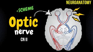 CN 2 Optic Nerve SIMPLE scheme  Animation [upl. by Kancler]