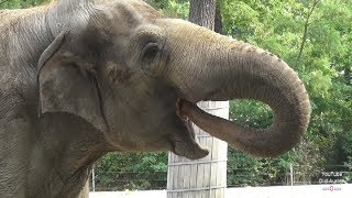 Die Elefanten aus dem Zoo Berlin Asiatischer Elefant Zoologischer Garten Berlin Zoological Garden [upl. by Oram]