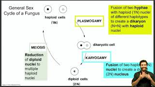 Life cycle discussion of Basidiomycetes Ascomycetes and Oomycetes [upl. by Marilee62]