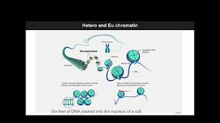 DH607 Fall 2024 Lecture 20  Sequencing the epigenome [upl. by Ammamaria]