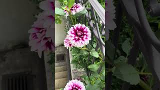 Gorgeous Dinner Plate Dahlias Gardening [upl. by Ashlee]