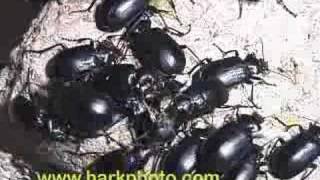 Beetle invasion in Texas Yuck Nasty [upl. by Simah689]