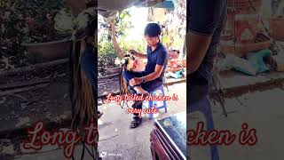 The longlegged chicken is very cute musica music baby love animals [upl. by Auhel]