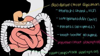 Small Intestine Structure Digestion Absorption [upl. by Aneet874]