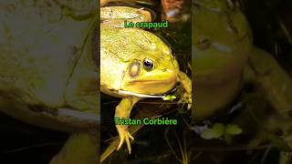 Le crapaud  Tristan Corbière [upl. by Selmore]