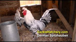 Silver Spangled German Spitzhauben Chicken Breed Breeder Flock  Cackle Hatchery [upl. by Erej]