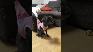 Cute cat sparks funny dog ​​fight catsanddogs funnycats funnydogs [upl. by Arda]