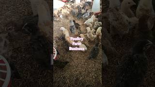 Poultry farm business plan new video [upl. by Chace]