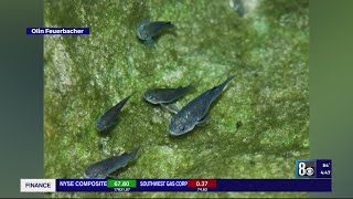 Endangered Devils Hole pupfish population reaches 25year high [upl. by Yaakov]