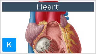 Anatomy of the Heart Ventricles Atria and Functions  Human Anatomy  Kenhub [upl. by Cindi]