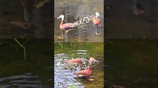 Blackbellied whistling Ducklings with their parents [upl. by Esile296]