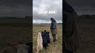 Labrador Retrievers just waiting for their name Gundog Training dog [upl. by Spohr]