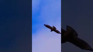 Red Shoulderd Hawk flying over the swampnature redshoulderd hawk wildlife [upl. by Llatsyrc]