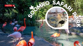 Soomro Safari Park  Resort Larkana Sindh [upl. by Odragde]