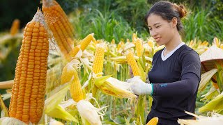 Corn needs to be harvested and stored well for yearround use triệu lily [upl. by Ariada]