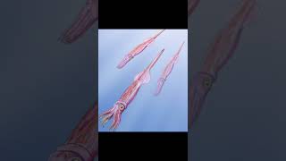 Belemnite fossil fossil ancientcreatures [upl. by Myrah]