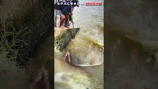 AMAZING THIS MAN TAKES A GIANT CATFISH IN THE RIVER fishing [upl. by Yffat]