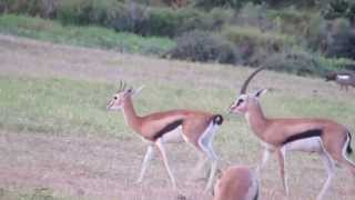 Thomsons Gazelles [upl. by Massiw403]