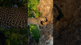 Leopard vs Cheetah Spot the Difference [upl. by Ydissac]