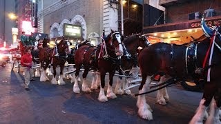 Clydesdales In Manhattan [upl. by Thurmann]