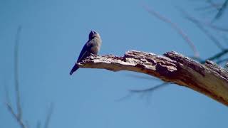 Dusky Woodswallow [upl. by Ozzy]