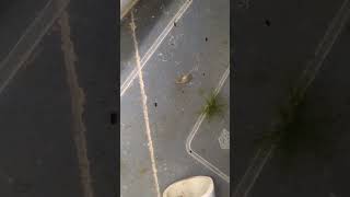 Grindal worms live feeding to my betta fries😍 Ohm betta aquarium pets livefeeds hmpk feeding [upl. by Vashtia]