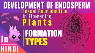 Endosperm ।। Endosperm development Types amp Function ।। BotanyTv [upl. by Eirameinna]