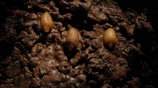 Seed germination to growth time lapse filmed over 10 weeks [upl. by Hallvard40]