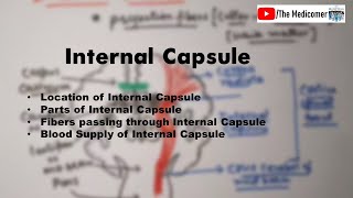 Internal Capsule  Anatomy [upl. by Naerb]