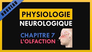 Physiologie Neurologique  Chapitre 7  Lolfaction [upl. by Afrikah]