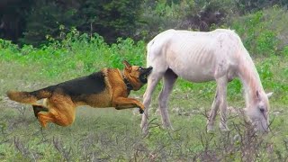 Questo Stupido Cane Ha Attaccato Un Cavallo Ecco Cosa È Successo Dopo [upl. by Nagaek]