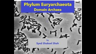 Phylum Euryarchaeota I Domain Archaea I Microbiology I [upl. by Eicyac]