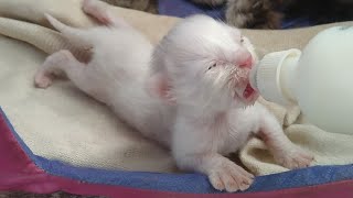 Newborn Rescue Kittens Got Eye Infection Mom Might Have Worms And Transferring Through Feeding Milk [upl. by Lia]