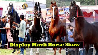 Marwari Horse Stallion Displayed in Mavli Horse Show 2024 [upl. by Largent]