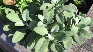 Drying and Propagating Sage From The Garden [upl. by Sioled]