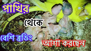 যারা নতুন করে বাজরিগর পাখি পালন করেন বেশি বেশি ব্রডিং এবং ডিম বাচ্চা কিভাবে পাবেন। 🤔 [upl. by Neggem482]