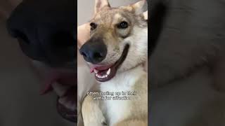 The fierce wolf turned into an adorable dogshorts wolf animals rescue cute pets [upl. by Mahan]